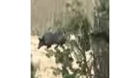 Animal-armadillo