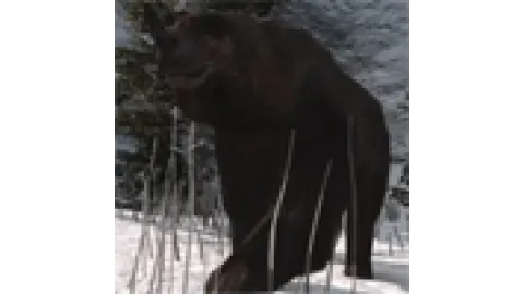 Animal-bear