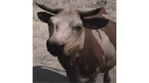 Animal-cattle