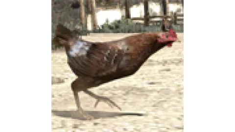 Animal-chicken