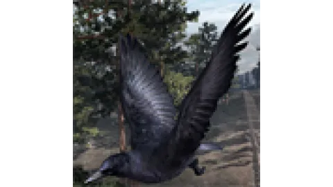 Animal-crow