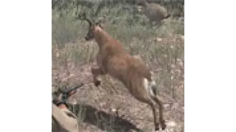 Animal-deer