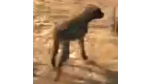 Animal-dog1MHD