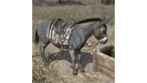Animal-donkey