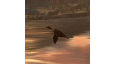Animal-duck