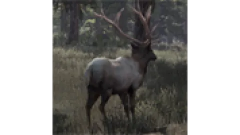 Animal-elk