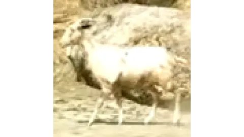 Animal-goat