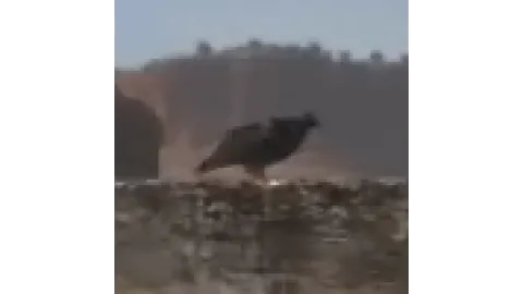 Animal-hawk