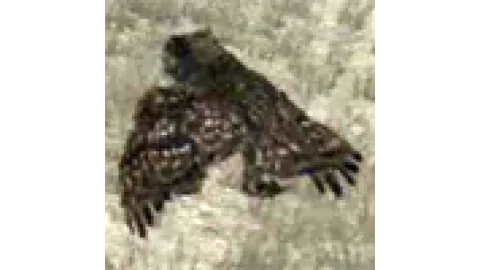 animal - owl