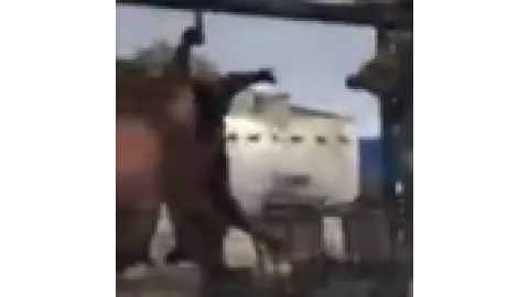 Animal-pig