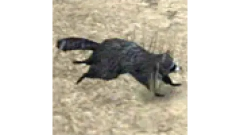 animal - raccoon