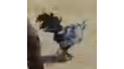Animal-rooster