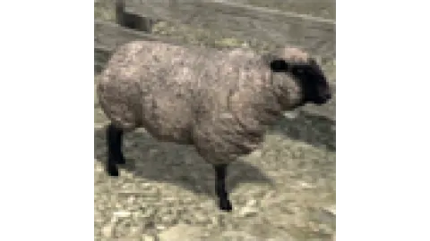animal - sheep
