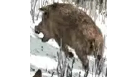 Animal-wildboar