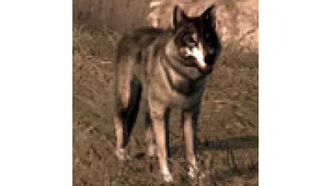 Animal-wolf