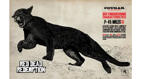 Cougar Info