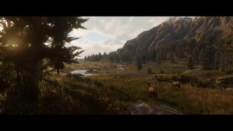 Elk on the frontier