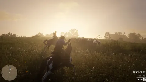 Herding cattle