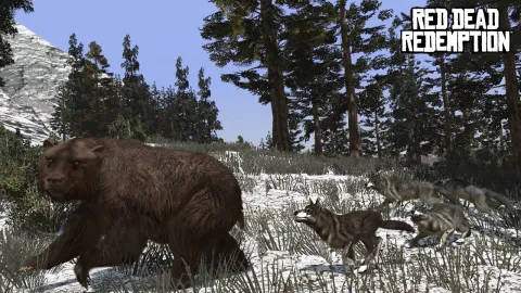 Pack of wolves take on a bear