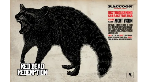 Raccoon Info