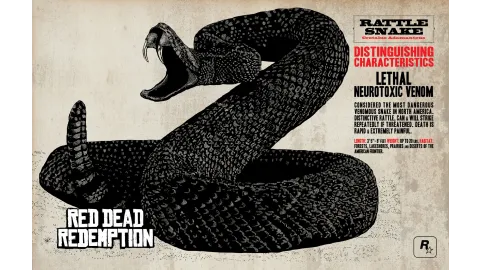 Rattlesnake Info