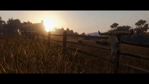 Sheep grazing