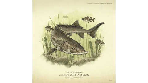 Wildlife - Sturgeon