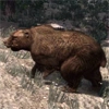 animal - bear2