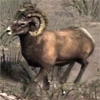 animal - bighorn