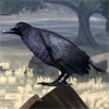 animal - crow2