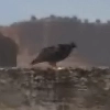 Animal-hawk