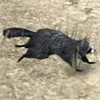 animal - raccoon