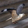 animal - seagull