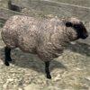 animal - sheep
